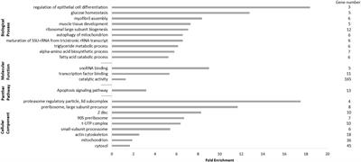 Diving on damage—the muscle transcriptome of parasitic infested harbor porpoises (Phocoena phocoena) hints at oxidative stress but not hypoxia